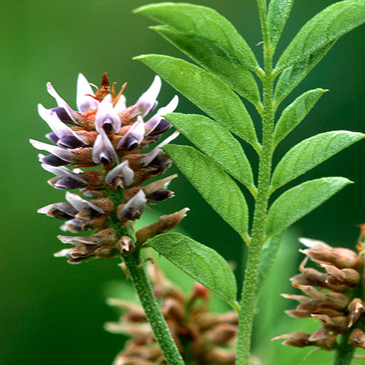 live licorice plant