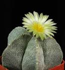 live astrophytum myriostigma cactus