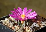 Ariocarpus scaphiorostris cactus