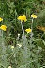 buy live helichrysum umbraculigerum plant