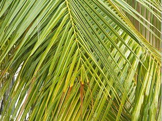 coconut leaves