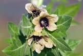 henbane hyoscaymus niger britannica