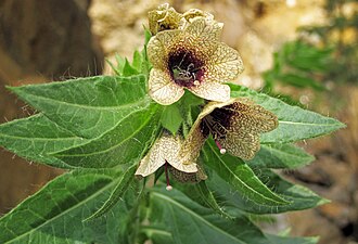 henbane hyoscyamus niger