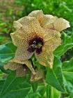 henbane hyoscyamus niger