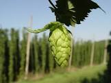hops humulus lupulus