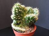 live opuntia cylindrica cactus