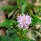 mimosa hostilis pink flower