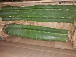 buy san pedro cactus